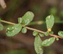 Image of Asterolasia asteriscophora subsp. albiflora Mole