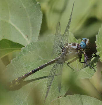 Image of Olive Clubtail