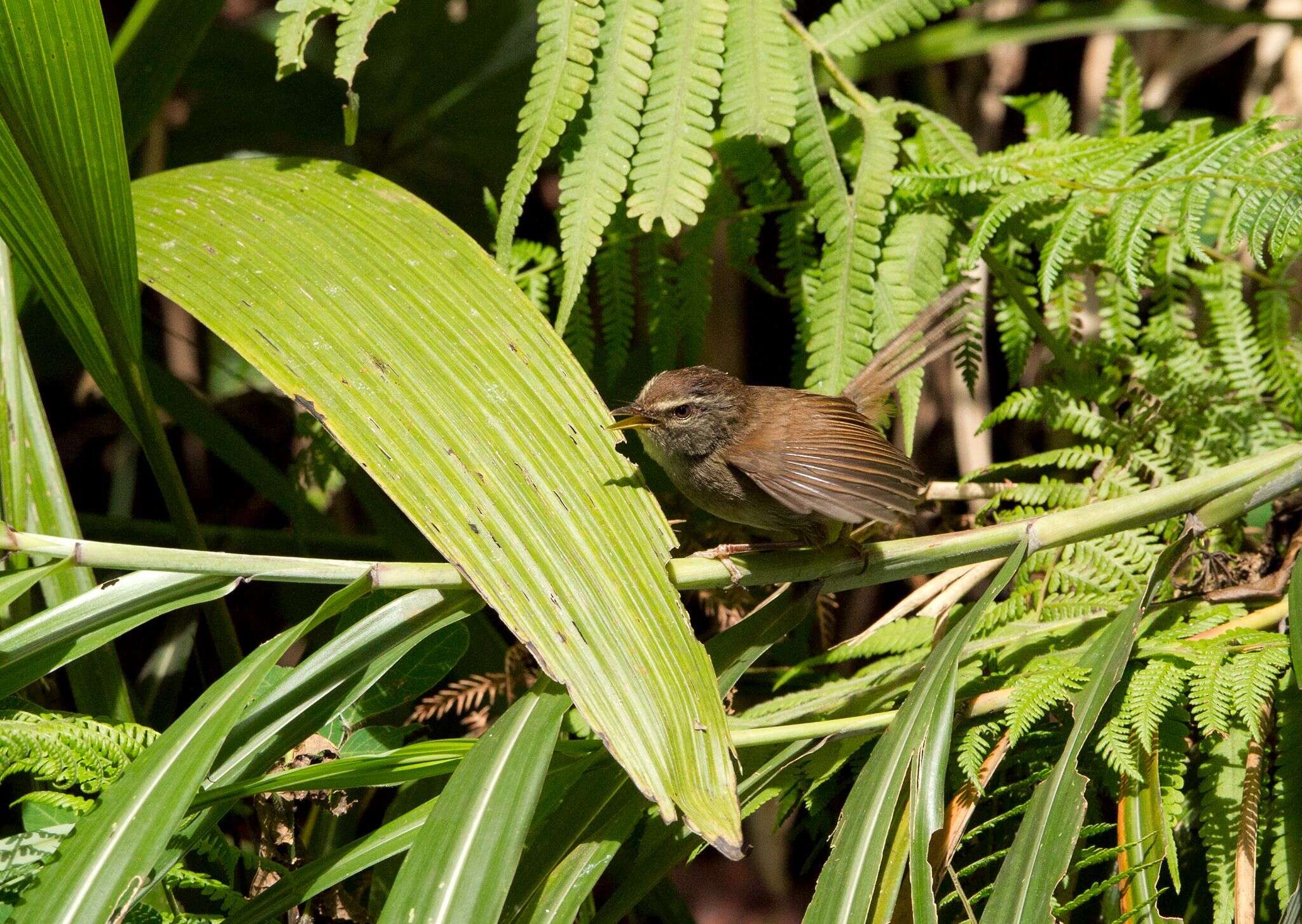 Image of Aberrant Bush Warbler