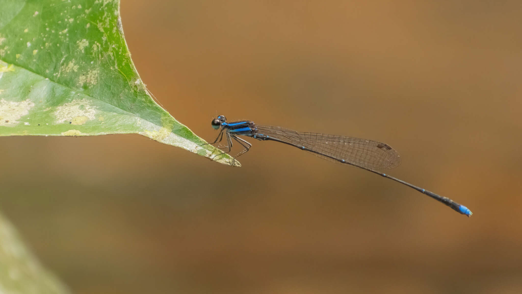 Image of Prodasineura laidlawii (Förster ex Laidlaw 1907)