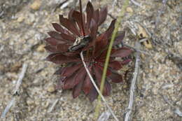 Image de Stylidium amoenum R. Br.