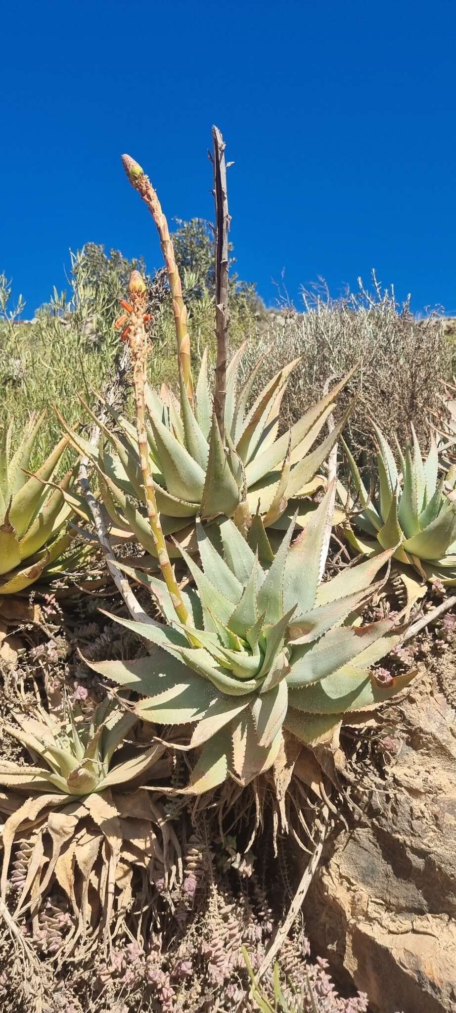 Plancia ëd Aloe glauca Mill.