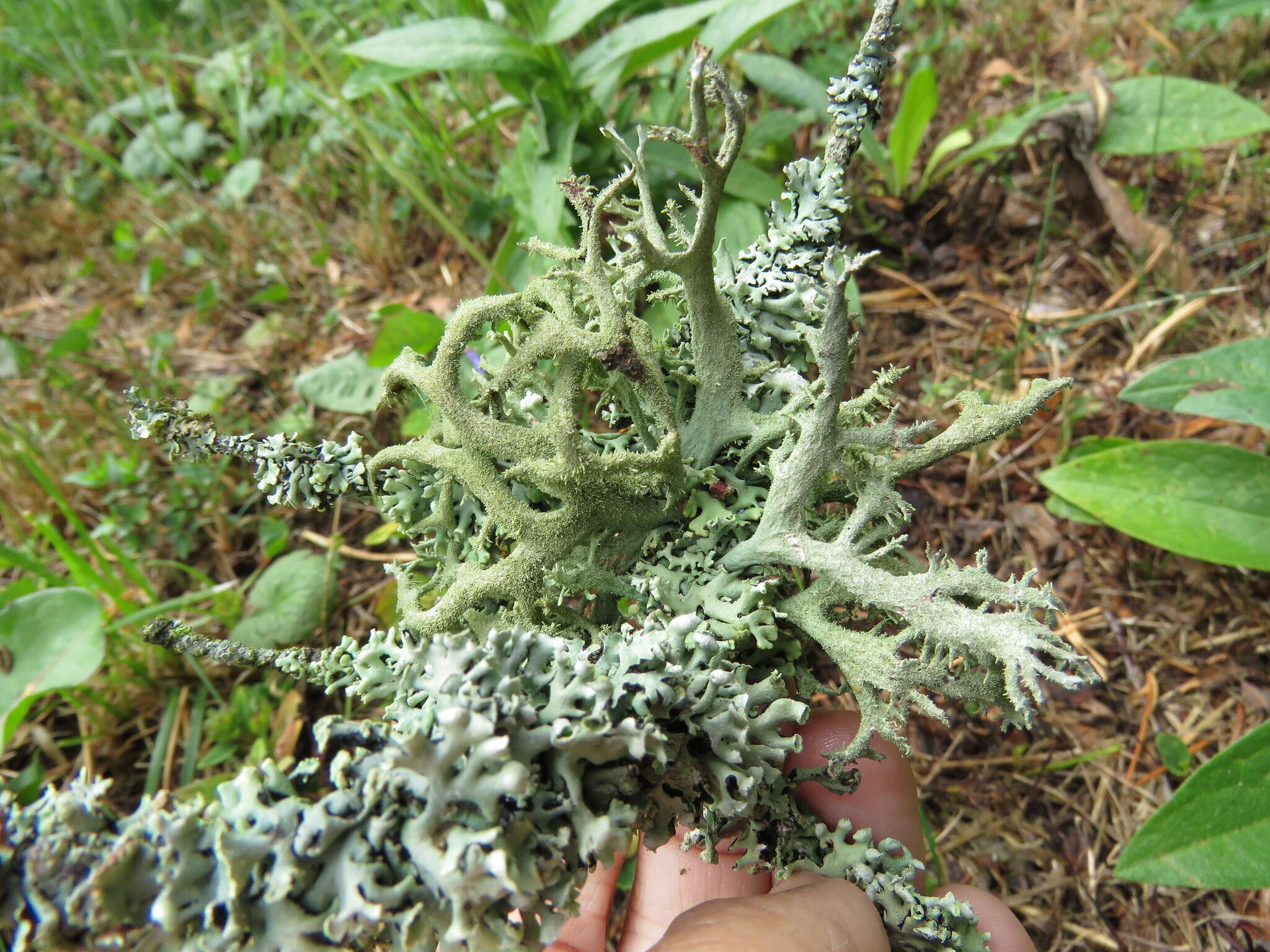 Image of light and dark lichen