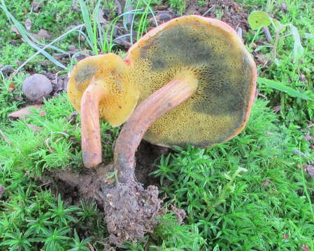 Image of <i>Boletus subfraternus</i>