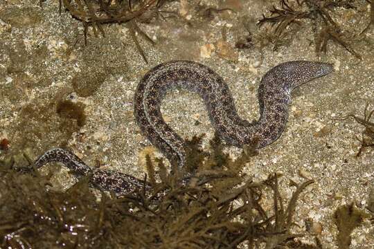 Image of Bar-cheeked eel