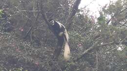 Image of Colobus guereza kikuyuensis Lönnberg 1912