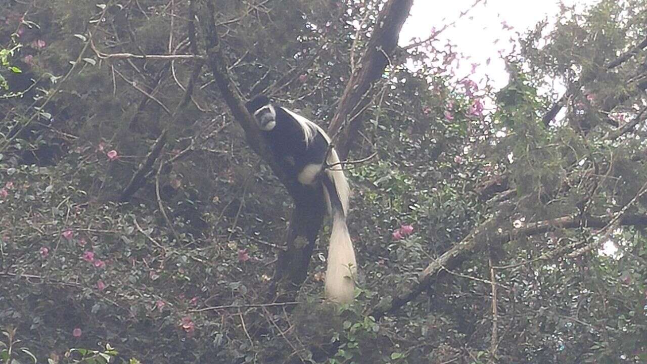 Image of Colobus guereza kikuyuensis Lönnberg 1912