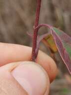 Plancia ëd Cornus asperifolia Michx.