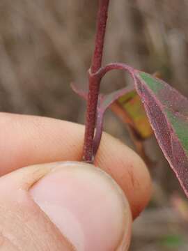 Image of toughleaf dogwood