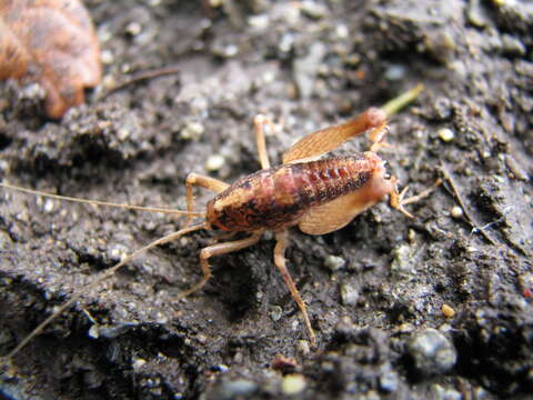 Image of Pristoceuthophilus celatus (Scudder & S. H. 1894)