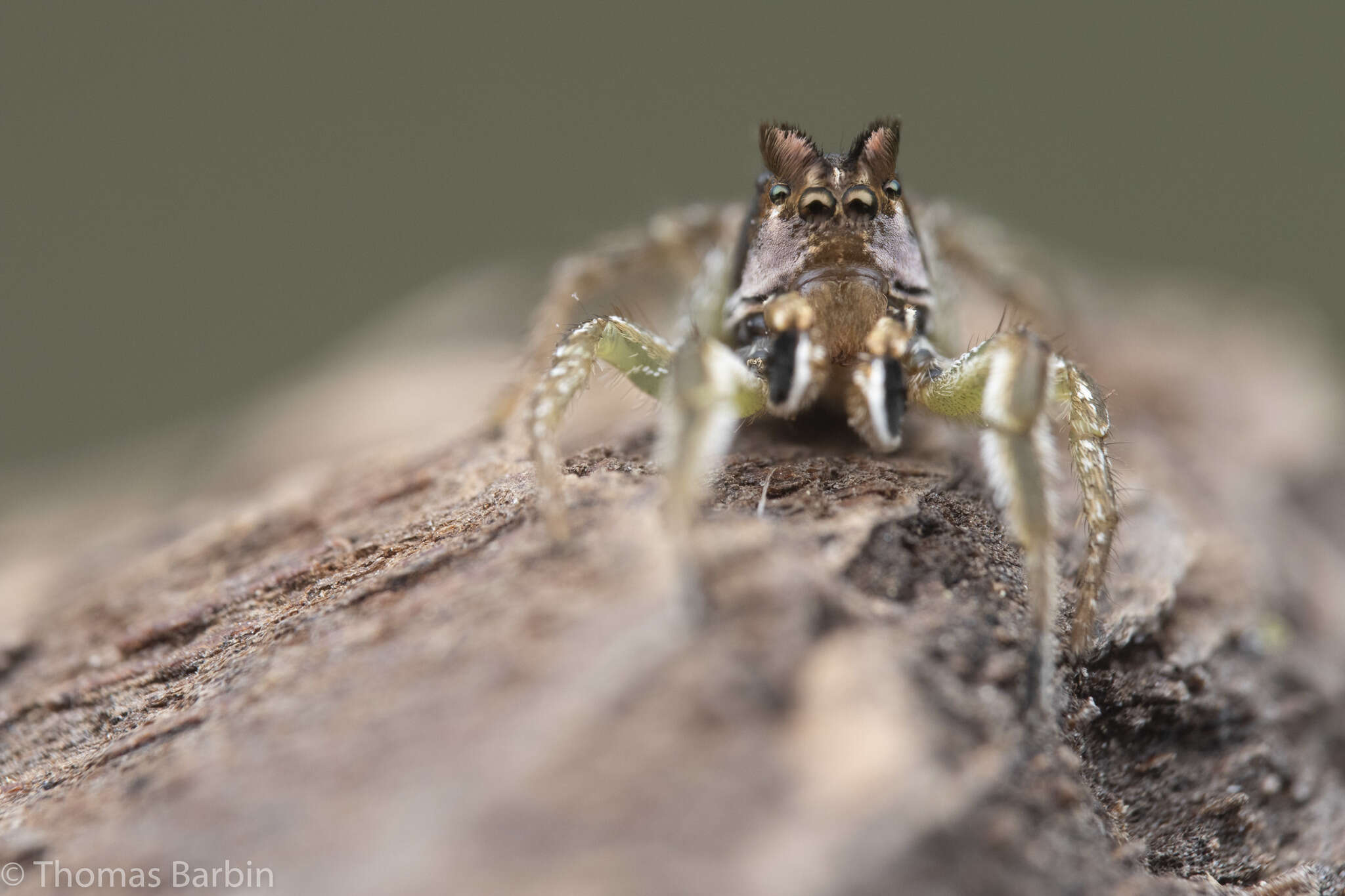 Image of Habronattus ophrys Griswold 1987