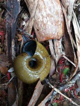 Image of Powelliphanta superba (Powell 1930)