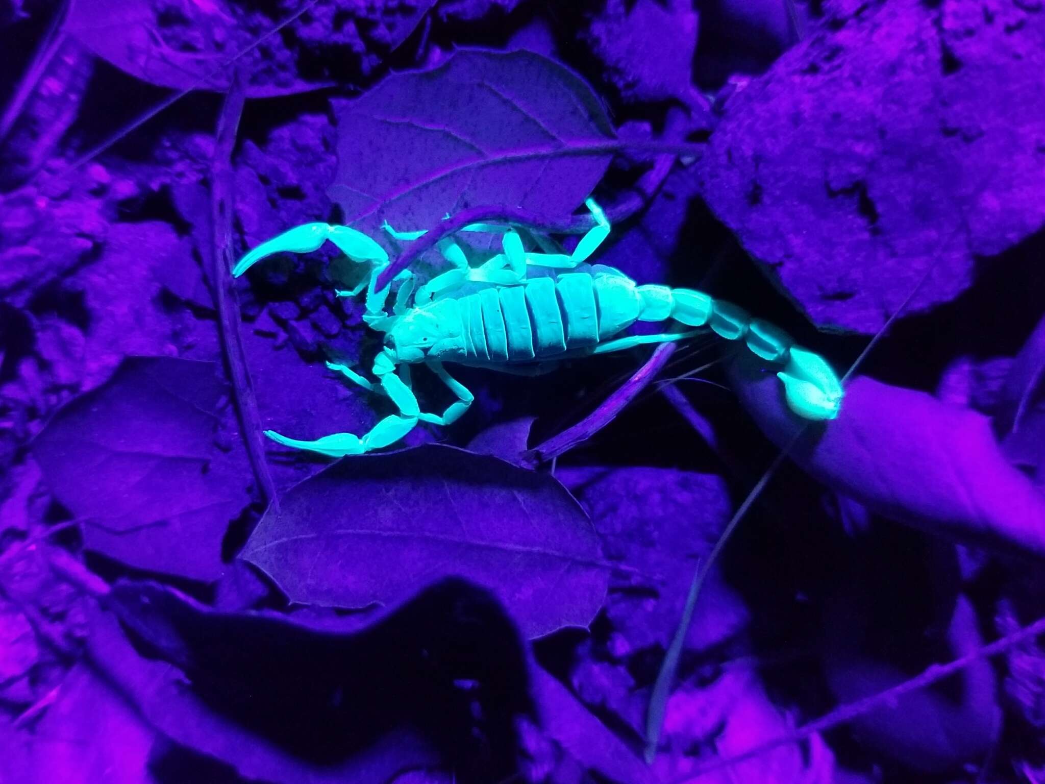 Image of California Common Scorpion