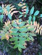 Image de Sorbus decora (Sarg.) Schneid.