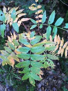 Image de Sorbus decora (Sarg.) Schneid.