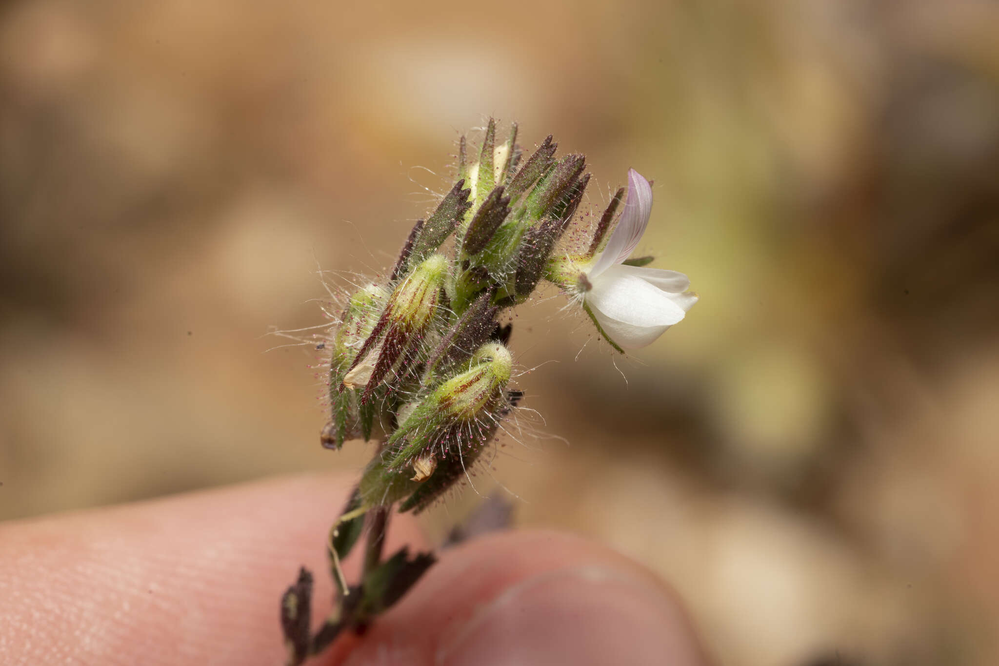 Ononis reclinata L.的圖片