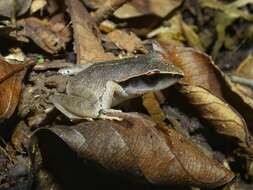 Image of Evergreen Robber Frog