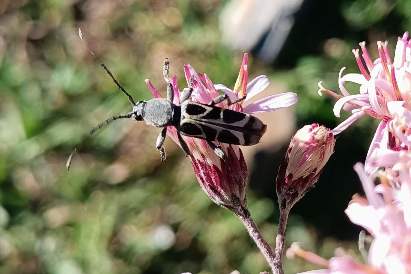 Imagem de Tanyochraethes clathratus (Chevrolat 1860)