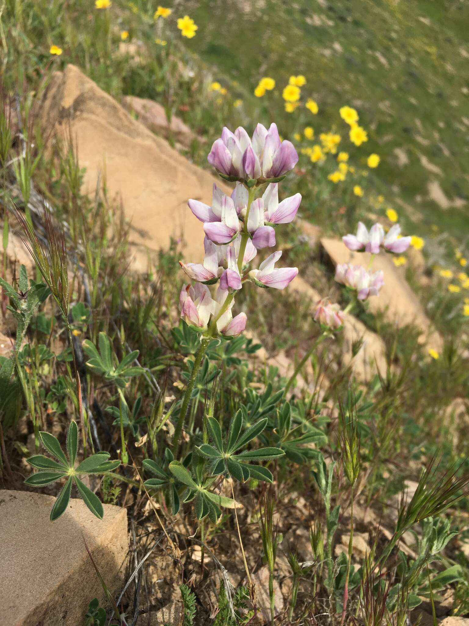 Image of Chick Lupine