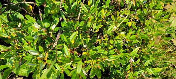 Salix argyrocarpa Anderss. resmi