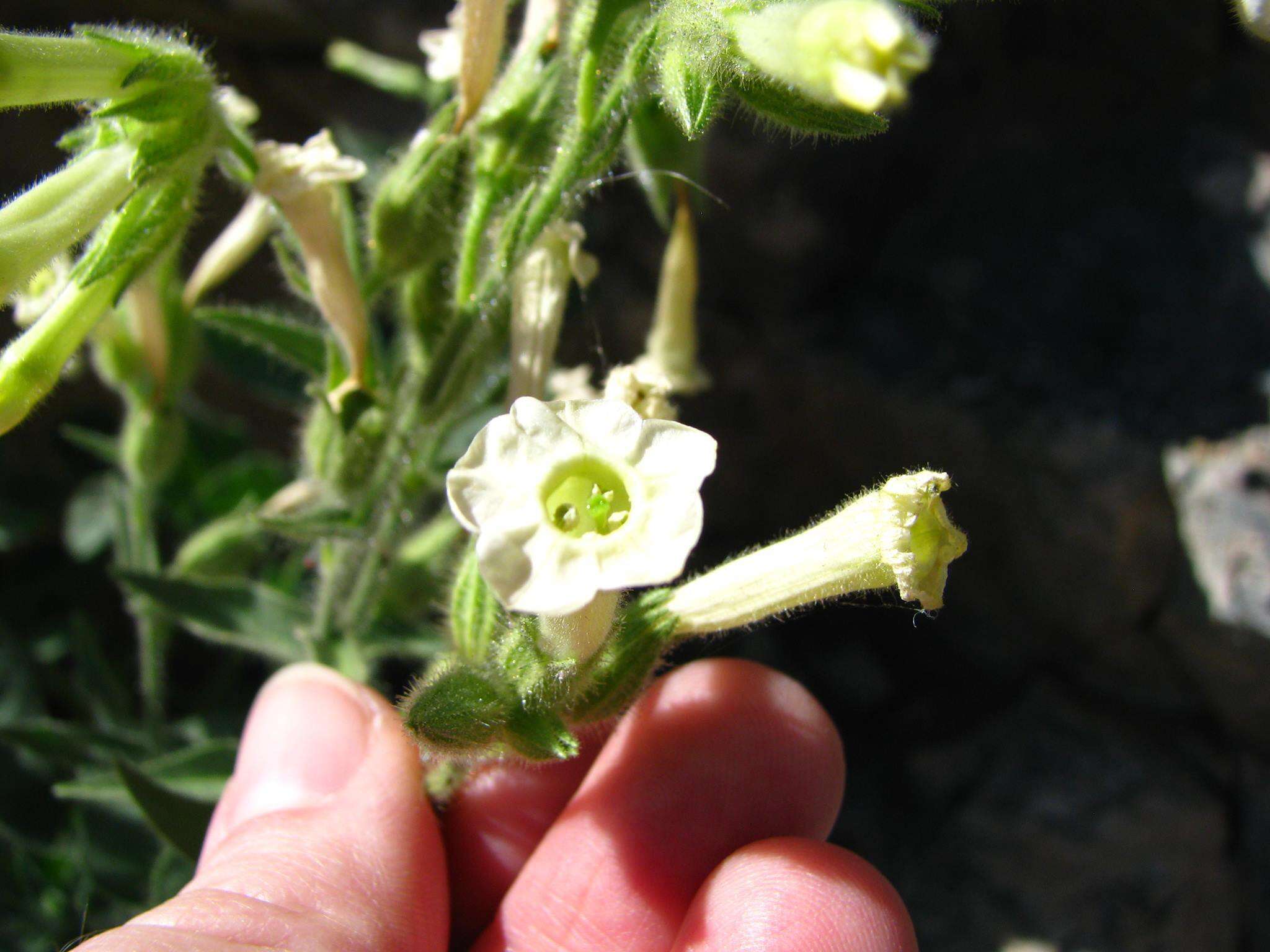 Image of desert tobacco,