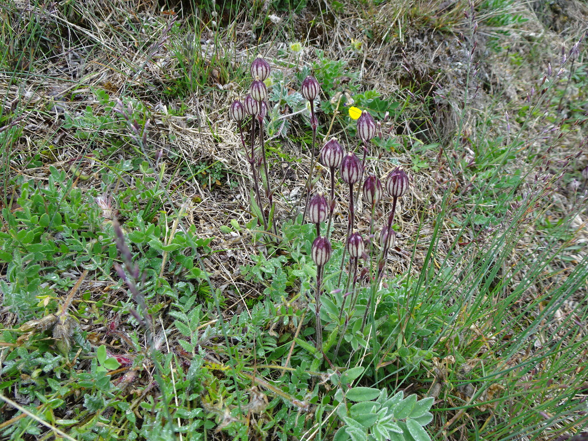 Image of apetalous catchfly