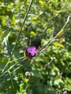 Image de Dianthus giganteus Dum.-Urville