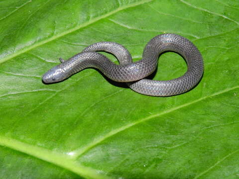 Image of Pyburn's Earth Snake