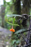 Image of False Epidendrum Epidendrum