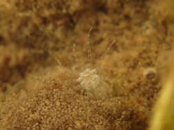 Image of Starlet Sea Anemone
