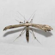 Image of Eupatorium Plume Moth