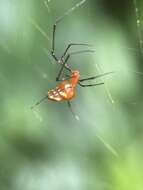 Image of Argyrodes flavescens O. Pickard-Cambridge 1880