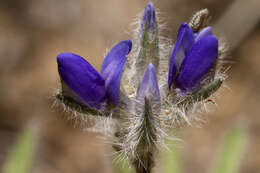 Image of shortstem lupine