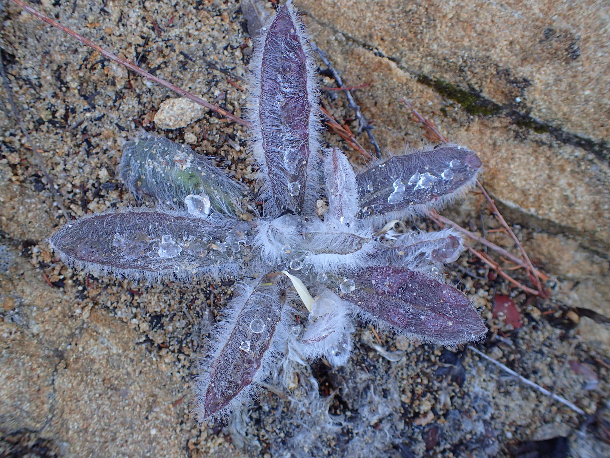 Image of southern hawkweed