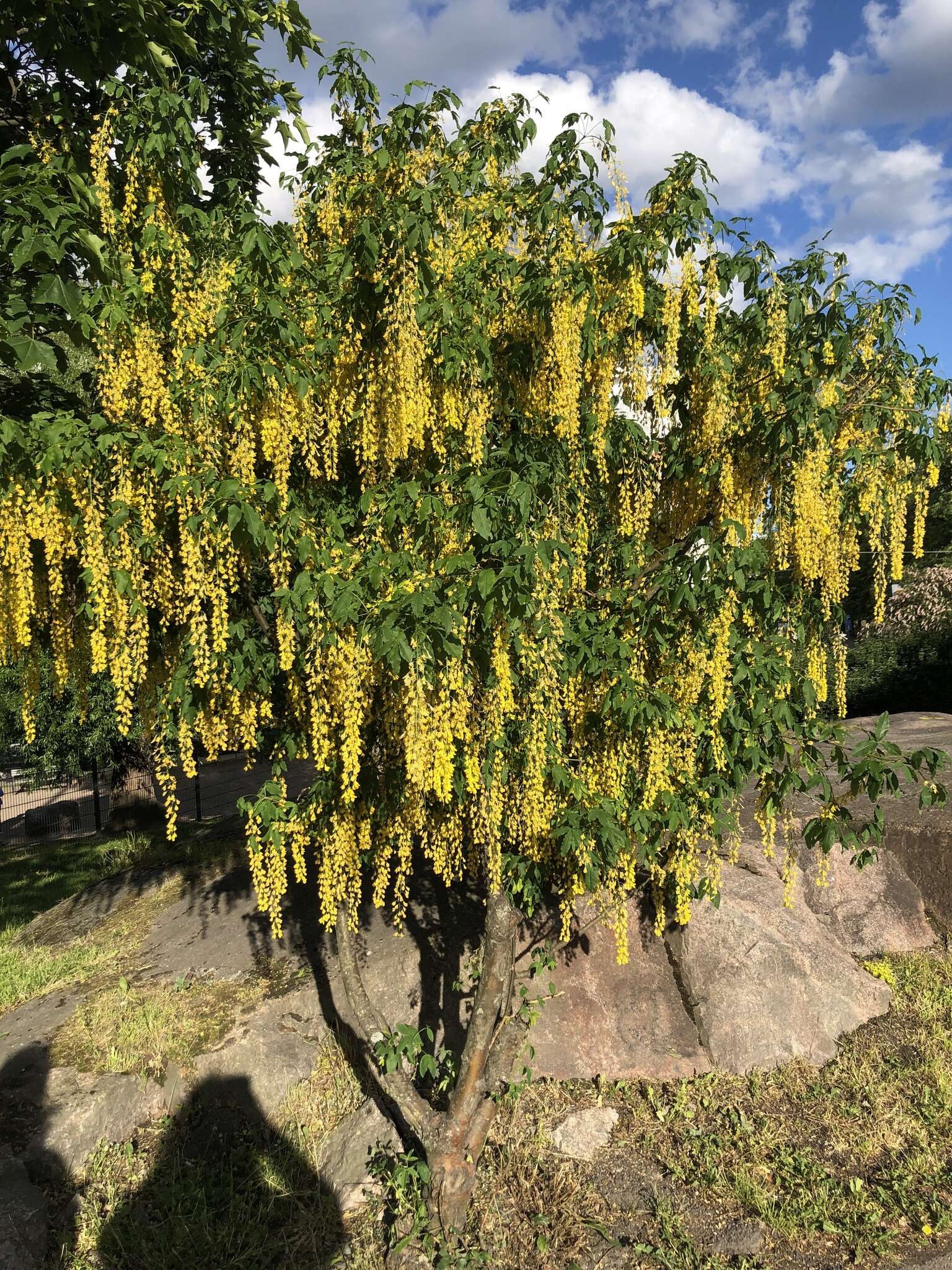 Plancia ëd Laburnum alpinum (Mill.) Bercht. & J. Presl