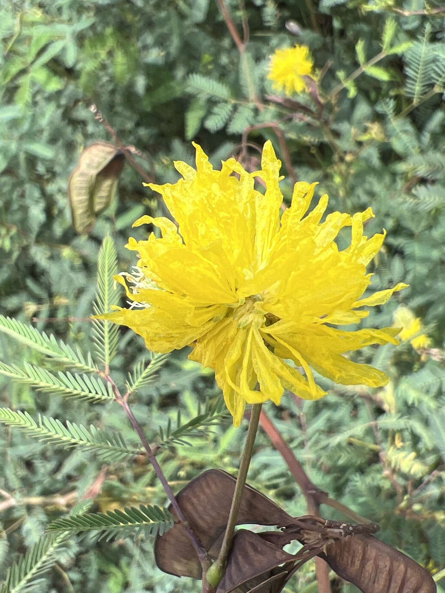 Image of Water Mimosa