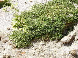 Image of Arenaria serpens Kunth