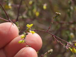 Odontites viscosus (L.) Clairv.的圖片