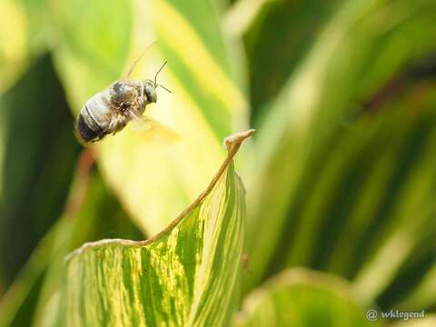 Image de Xylocopa dejeanii Lepeletier 1841