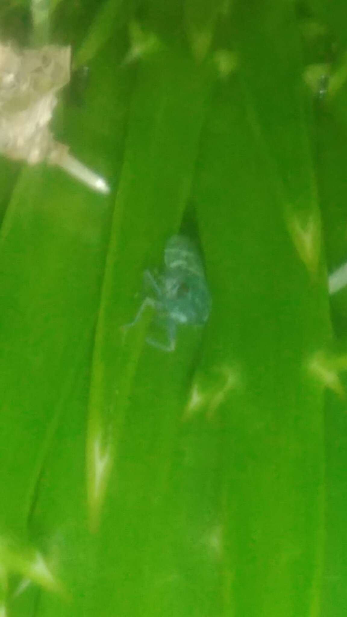 Image of Balacha similis Cavichioli & Sakakibara 1988