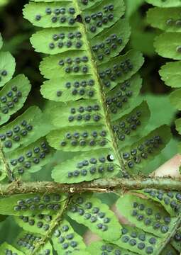 Image de Dryopteris borreri (Newm.) Oberholzer & Tavel