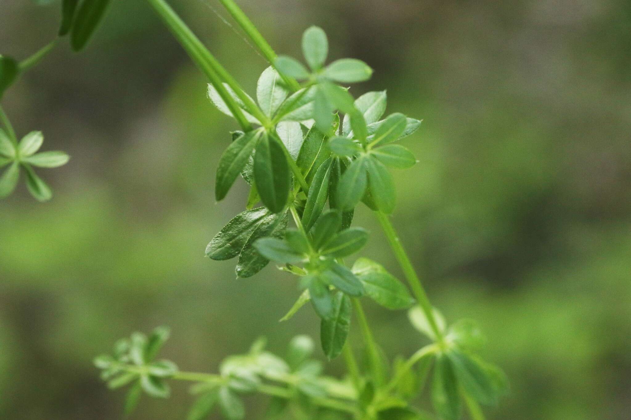 Image of Rough bedstraw