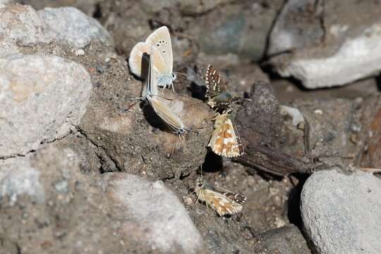 Pyrgus carlinae Rambur 1839 resmi