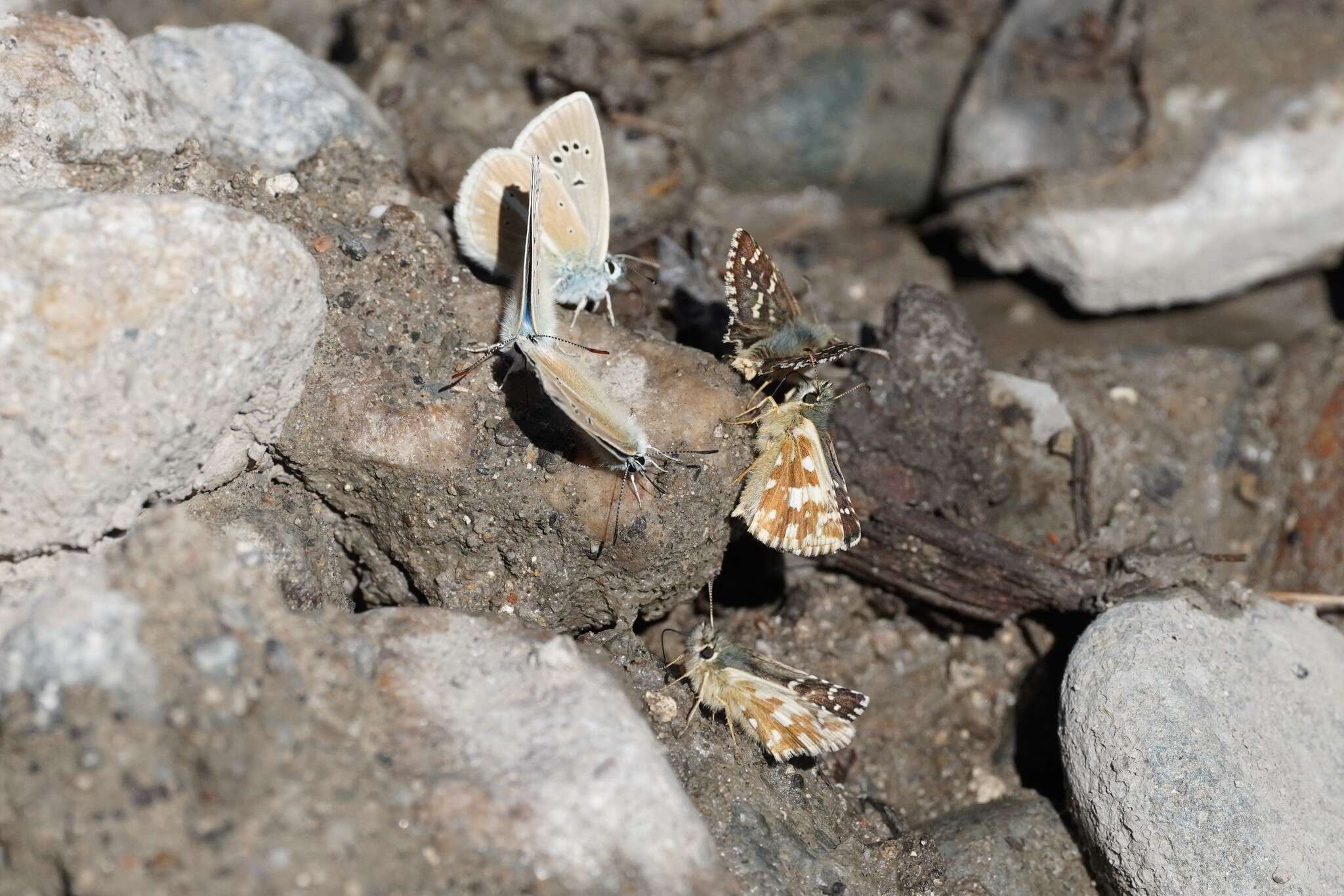 Image of Carline Skipper