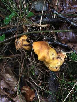 Imagem de Cantharellus amethysteus (Quél.) Sacc. 1887