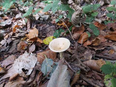 Слика од Clitocybe gibba (Pers.) P. Kumm. 1871