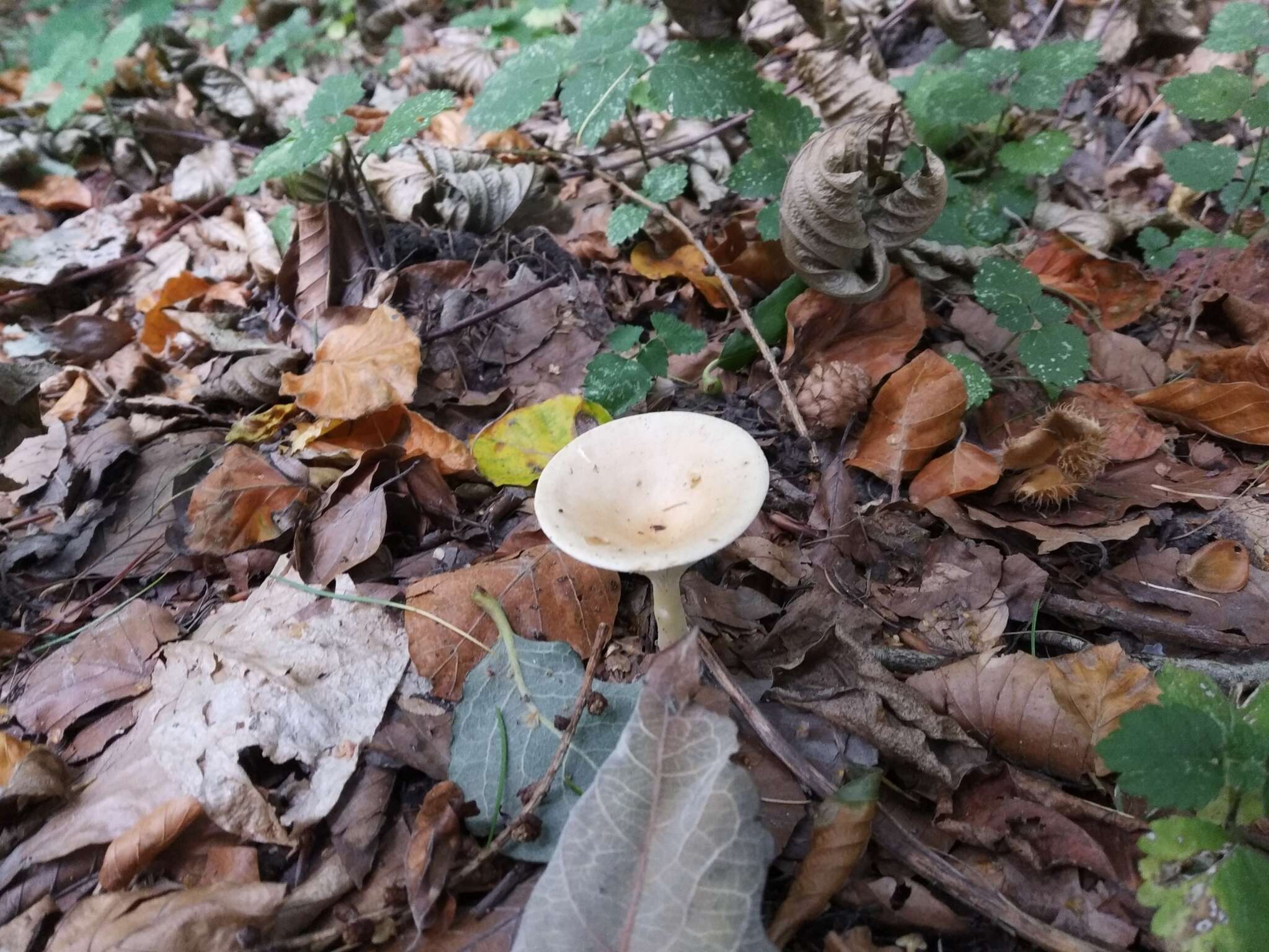 Слика од Clitocybe gibba (Pers.) P. Kumm. 1871