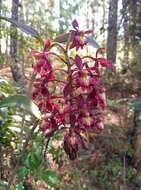 Imagem de Epidendrum radioferens (Ames, F. T. Hubb. & C. Schweinf.) Hágsater