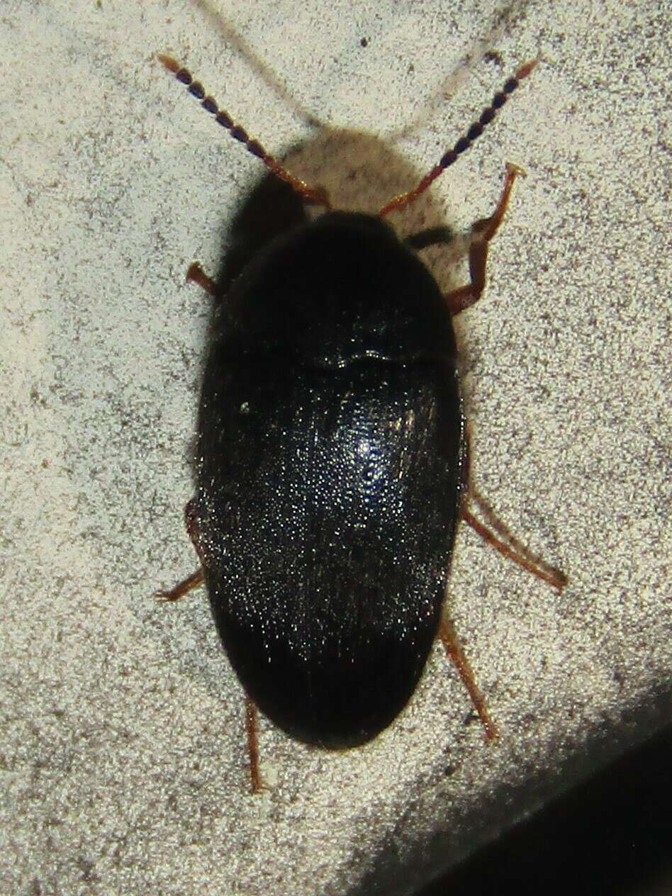 Sivun Eustrophopsis bicolor (Fabricius 1798) kuva