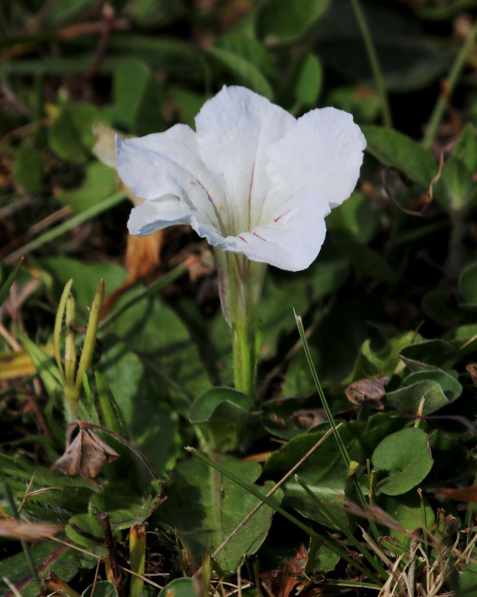 Image of Ruellia morongii Britton